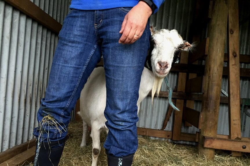 Dartmoor sheep and cattle producer, Tracey Bull with Lilly her earless nanny goat