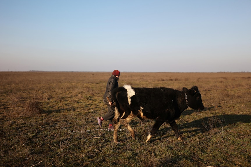 A person walks next to a cow in a paddock. 