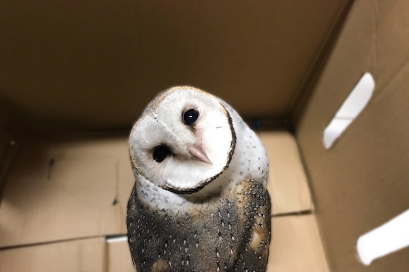 Barn owl looks at camera sitting in cardboard box