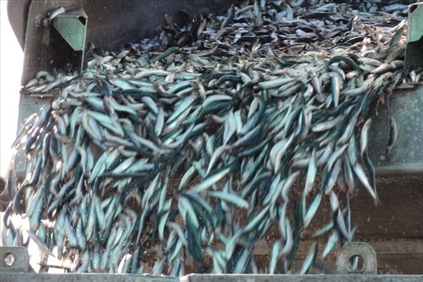 Sardines being unloaded from a boat.