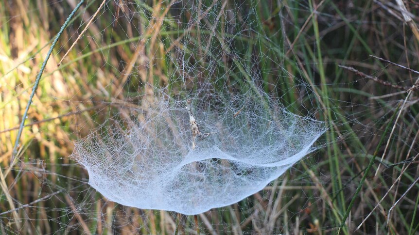 Tent spider web.