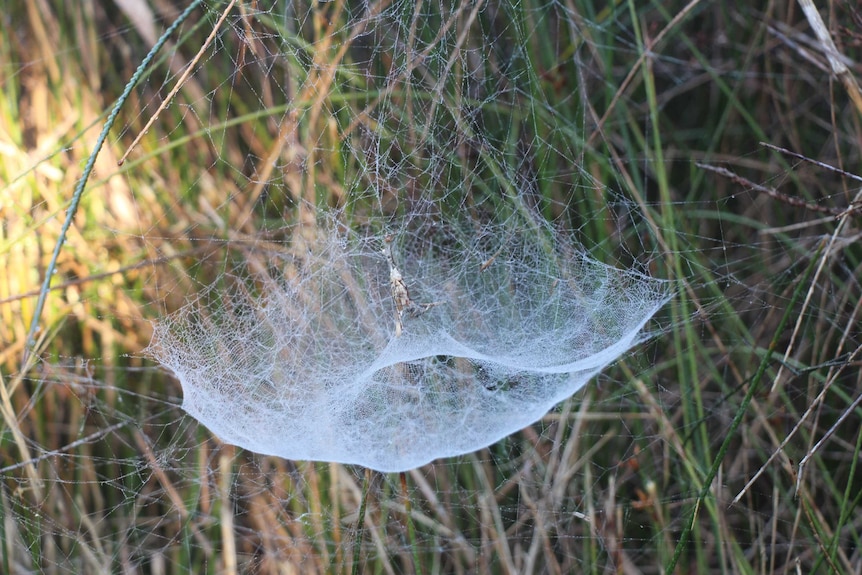 Tent spider web.