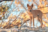 A dingo standing on a rocky ledge looking out into the distance.