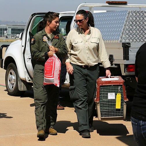 Two women on a tarmac, one in uniform holding a bag of ice, one carrying a cage with a native animal inside