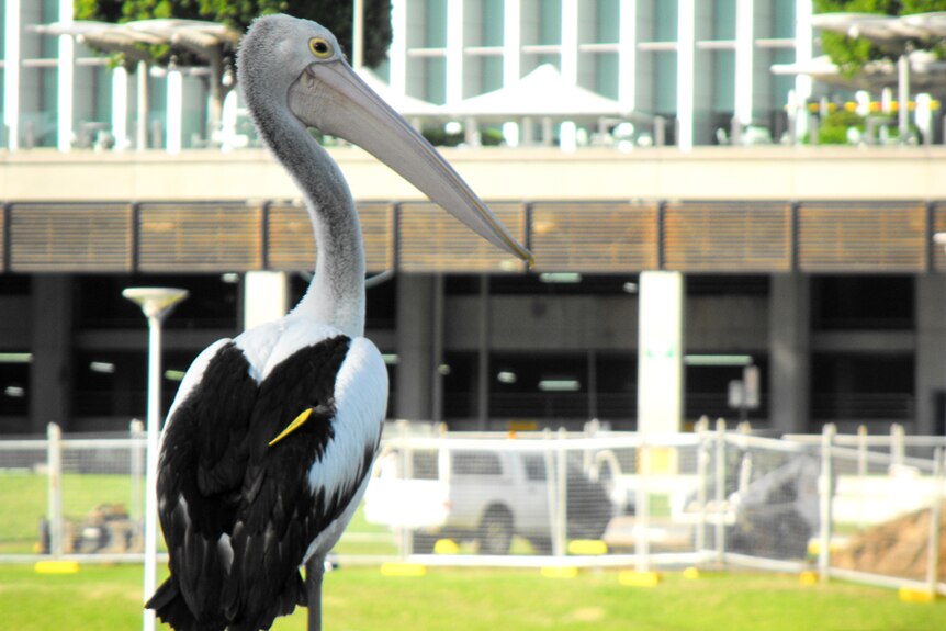 A tagged pelican sits near Torrens Lake in Adelaide.