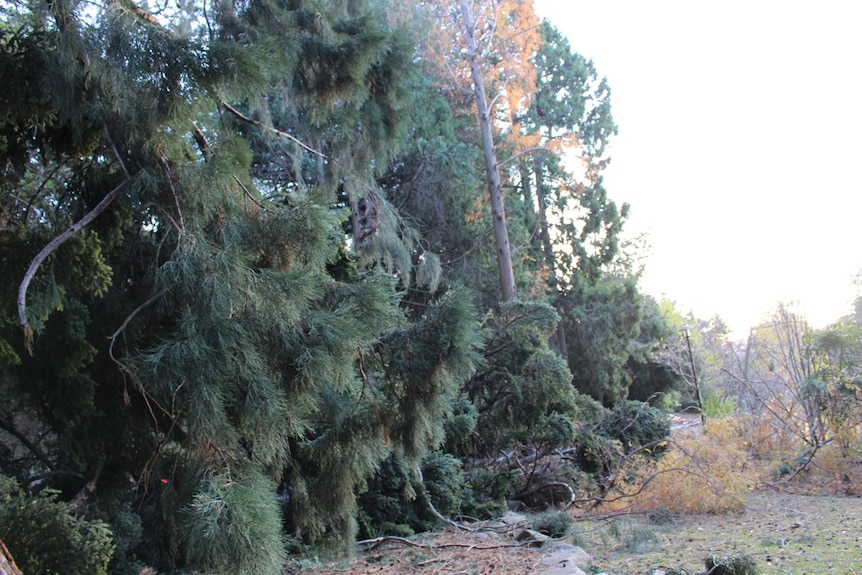 Tree damage at Royal Tasmanian Botanical Gardens