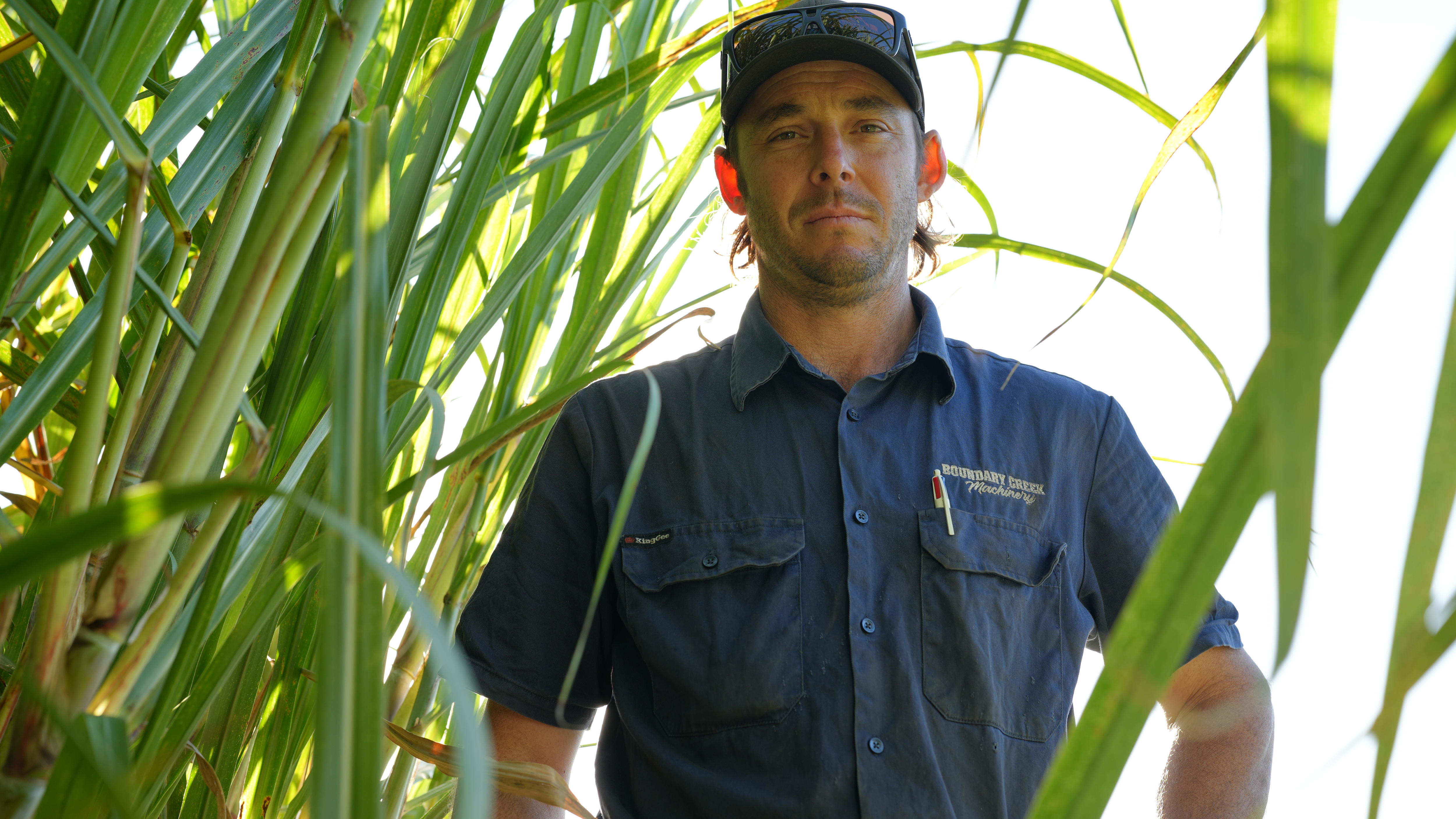 man in cane field
