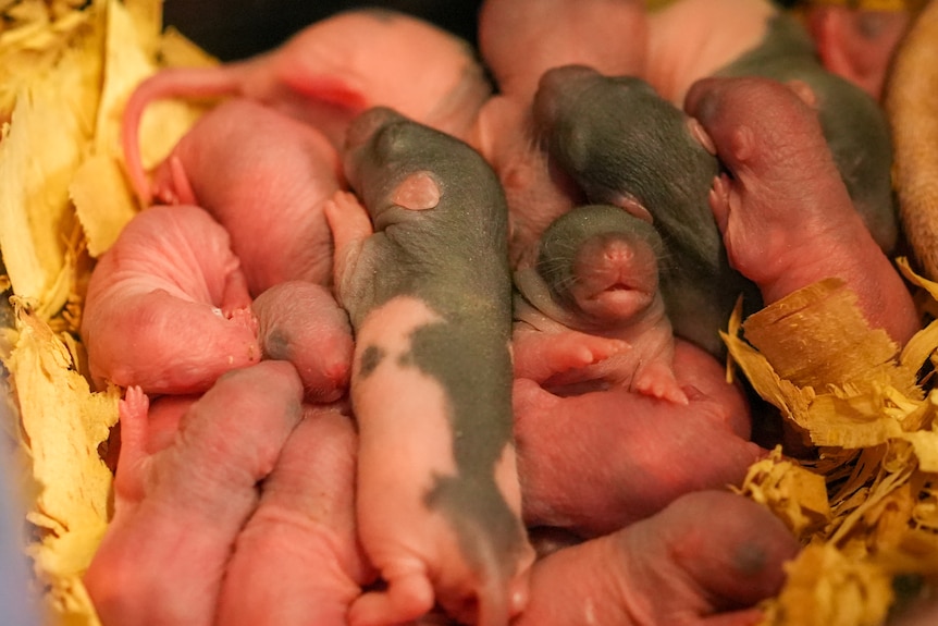 Photo of several rat pups