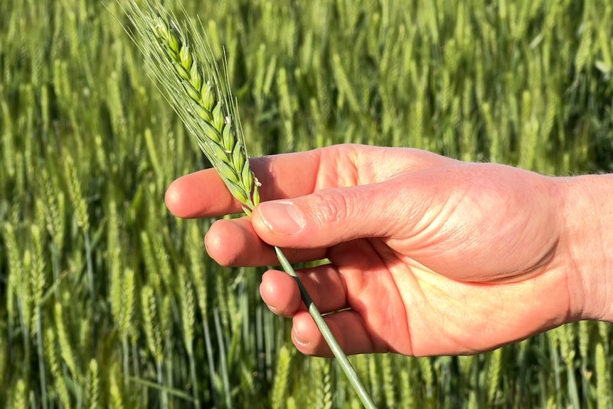 A man's hand holds a stalk of wheat