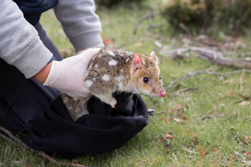 Gloved hands hold a spotted Quoll