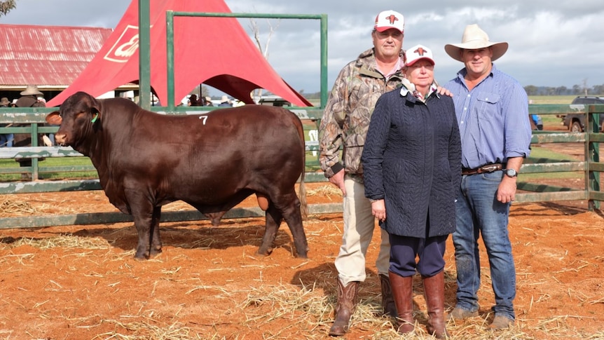 Two men and a woman stand to the right of a bull in a sale yard. 