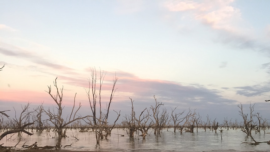 Dead tree trunks standing in an outback lake at sunset