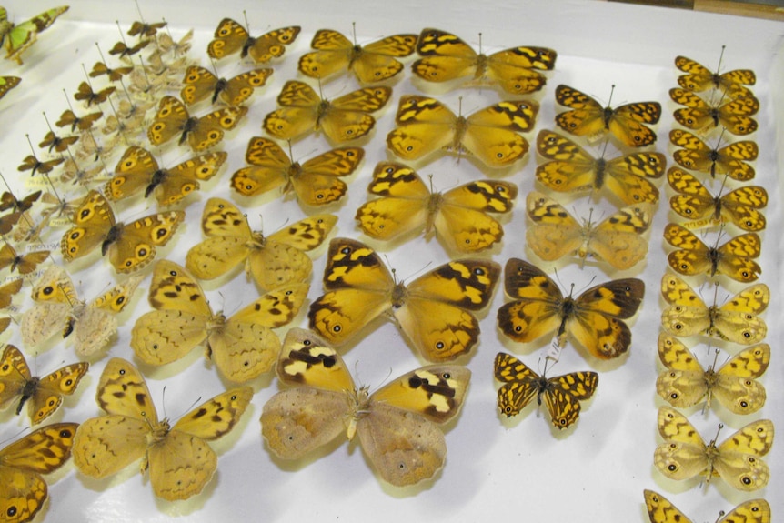 Butterfly collection given to QVMAG