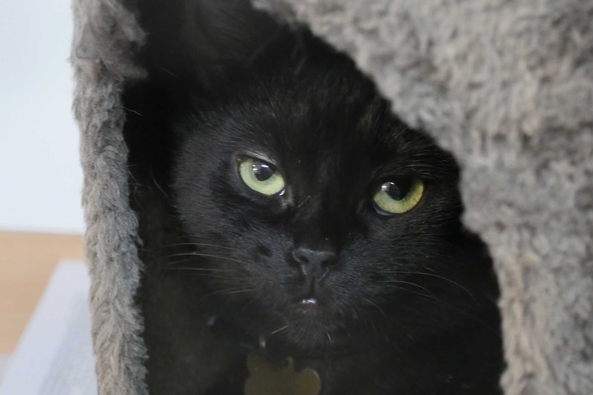 A black cat at the Sydney Dogs and Cats Home
