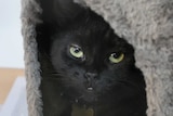 一只黑色的猫躲在窝里