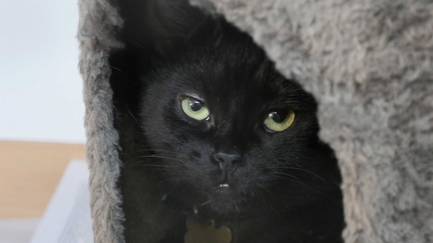 A black cat at the Sydney Dogs and Cats Home