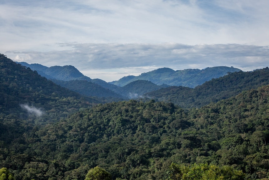 A photo of lush jungle landscape with small mountains