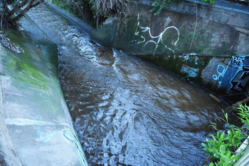 Stormwater rushes through a Millswood drain
