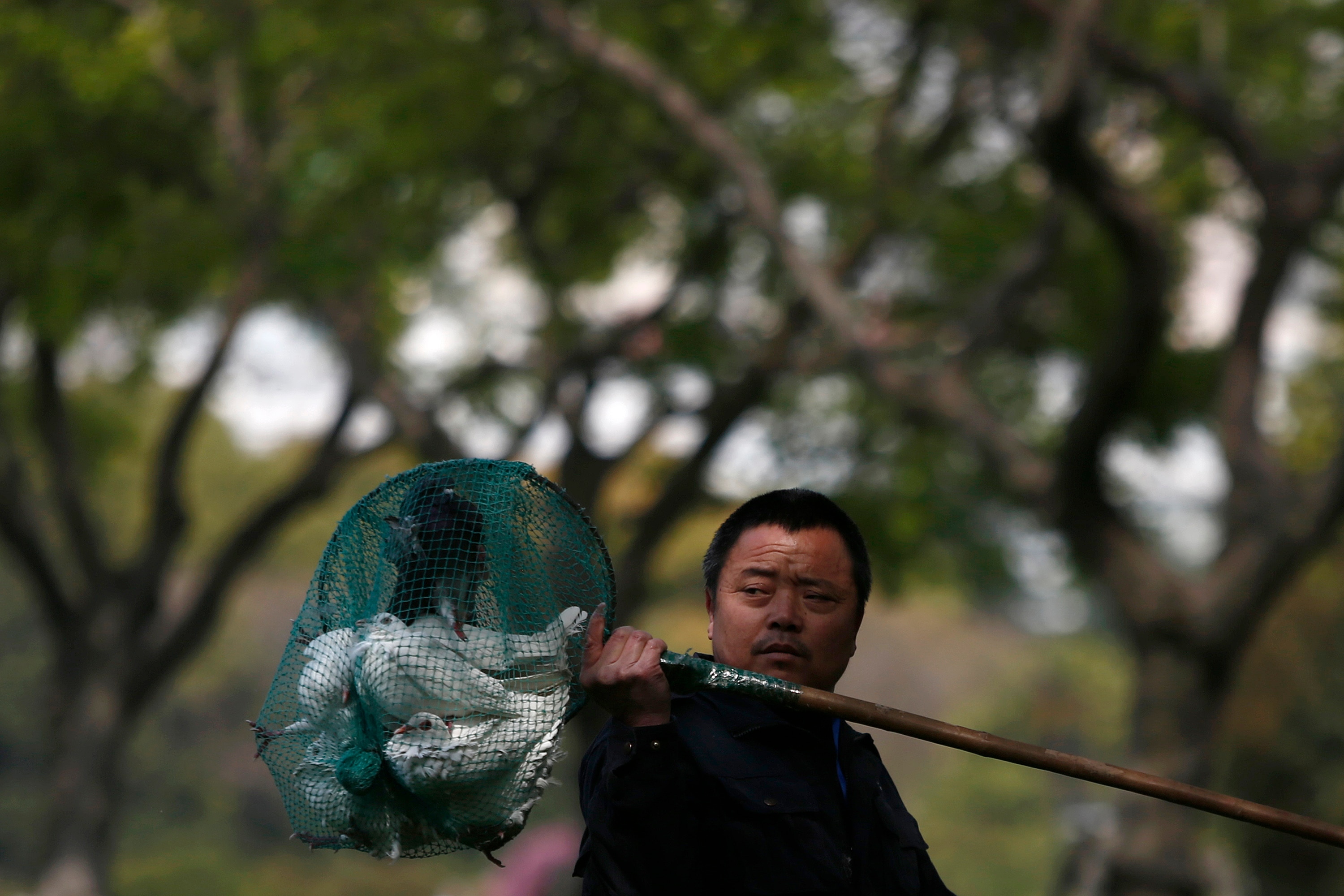 A man catches doves in a net. 