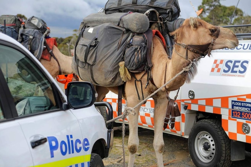 A camel carrying a pack is tethered to an SES vehicle bullbar.