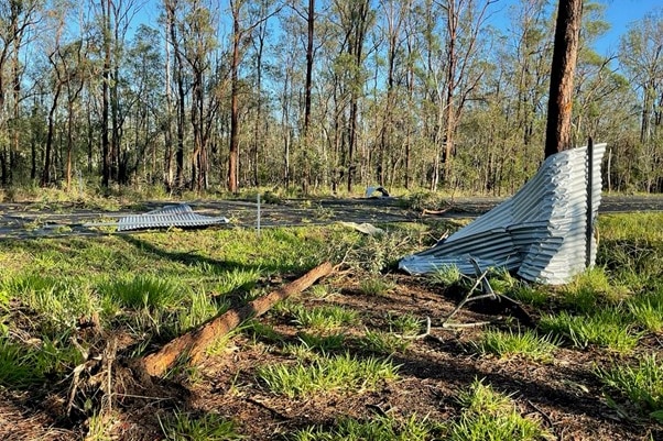 Two shits of tin roof wrapped around a tree and lying next to the road following a storm