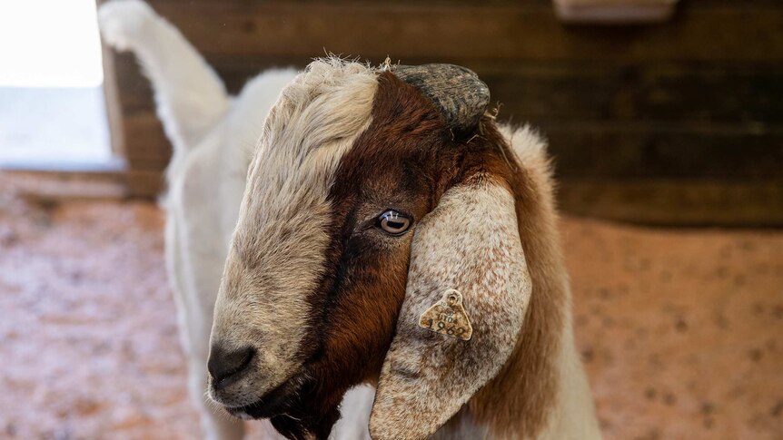 A close-up of a goat in a stable.