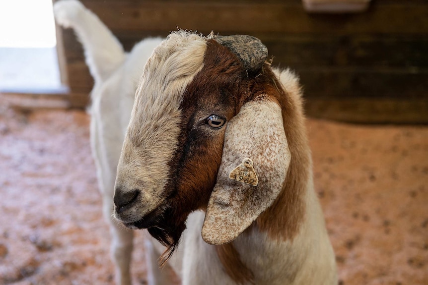 A close-up of a goat in a stable.