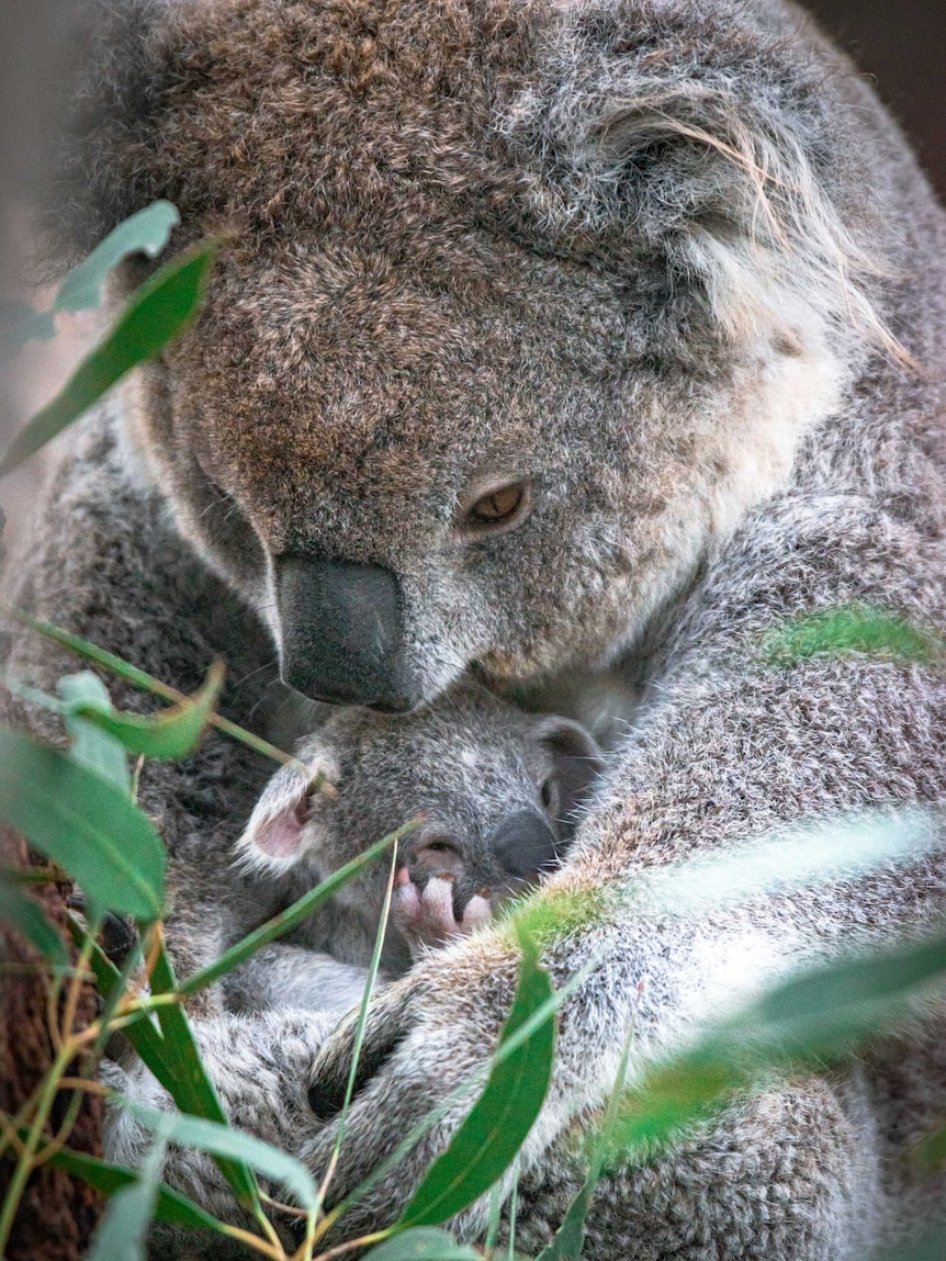 A joey koala and its mum cuddle in a tree.