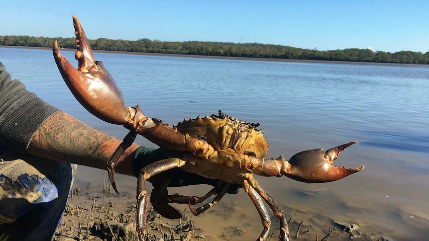 Mud crabs on the Logan River can carry the white spot disease, although the virus is not a threat to human health if eaten