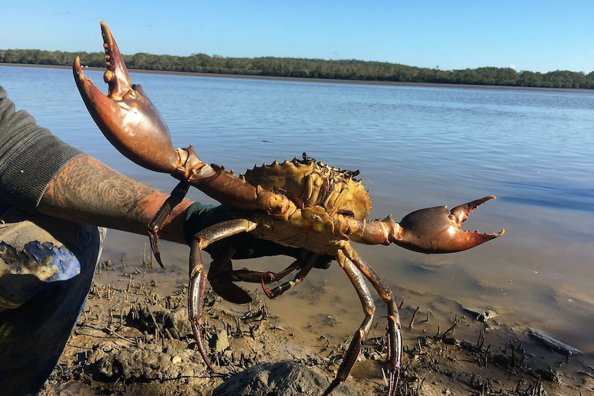 A man holds a giant mud crab with water in the background