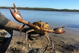 A man holds a giant mud crab with water in the background