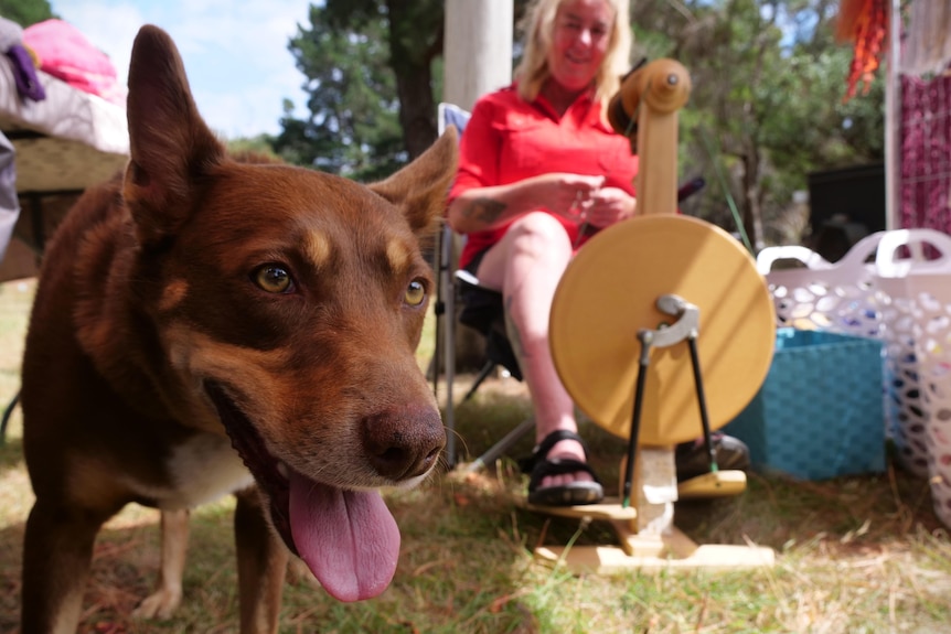 Close shot of a kelpie's face, a woman at a spinning wheel in the background.
