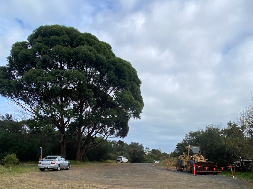 Three swamp mahogany trees