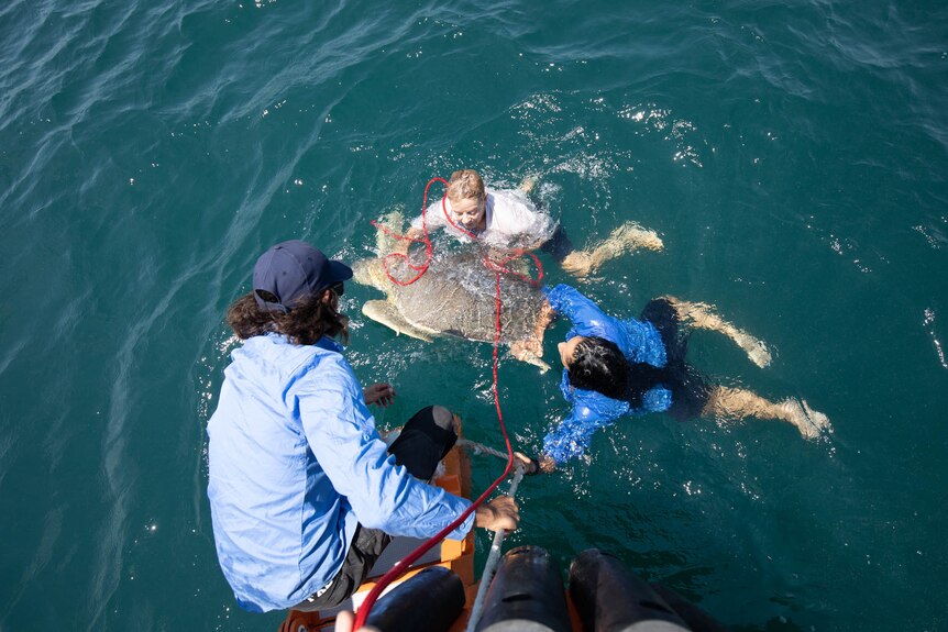 People in the ocean retrieving a sick turtle.