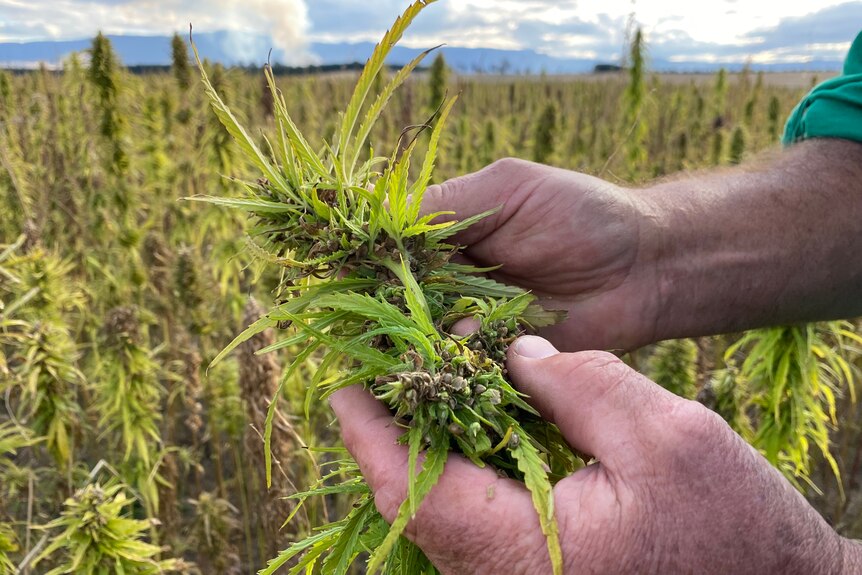 A rough pair of farmer hands cups a blooming hemp plant.