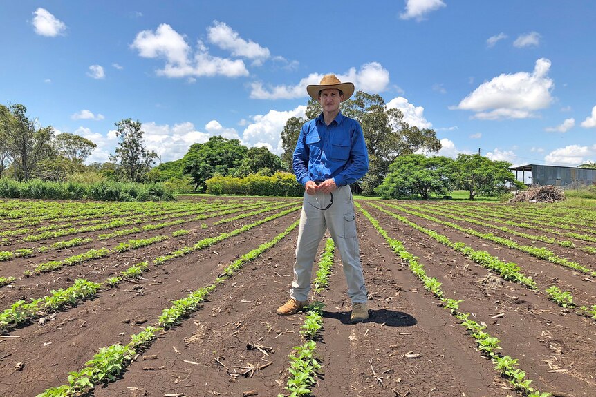 A man in a blue shirt with a hat on stands in a field of newly planted black sesame plants