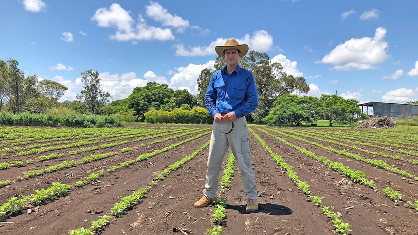 A man in a blue shirt with a hat on stands in a field of newly planted black sesame plants