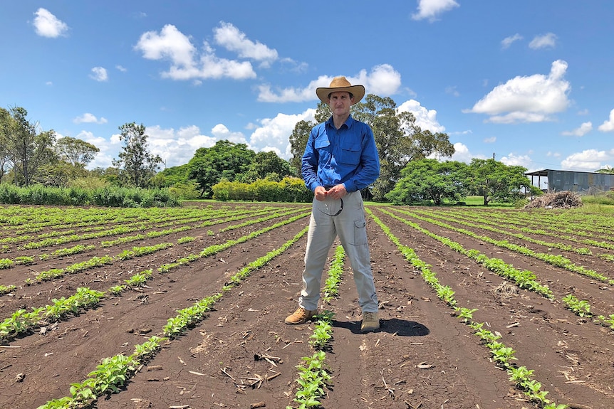 A man in a blue shirt with a hat on stands in a field of newly planted black sesame plants