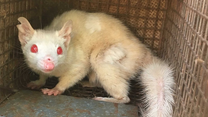 An albino quoll in a cage