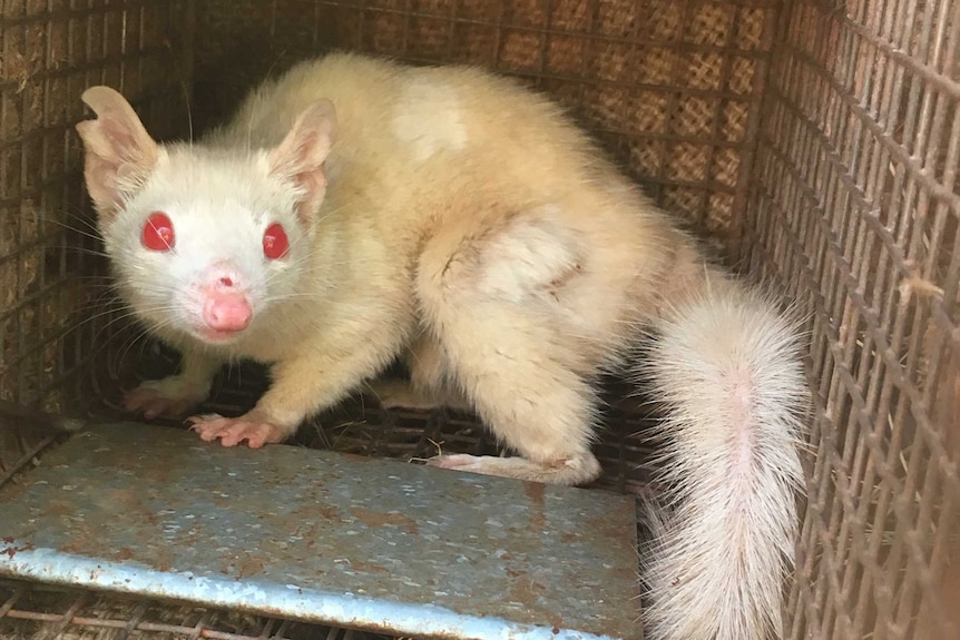 An albino quoll in a cage