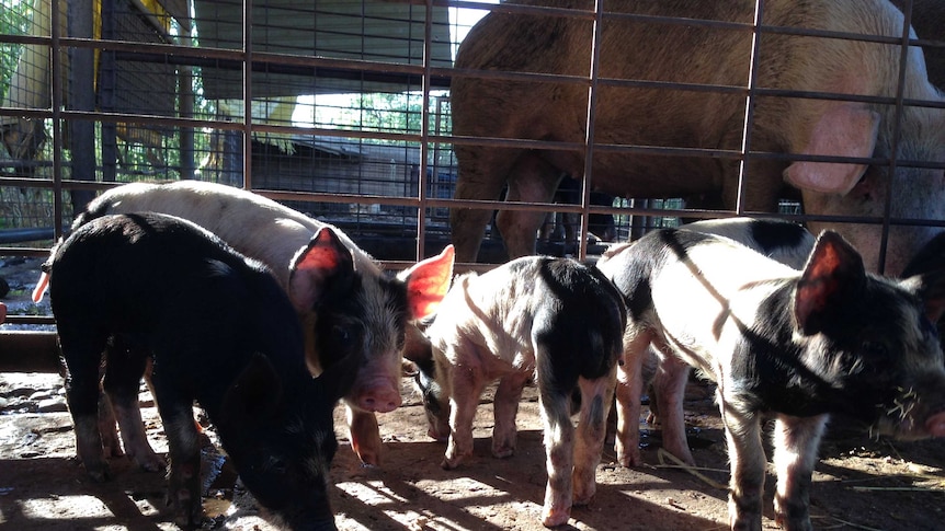 Five black and pink piglets sniff the ground in their cage