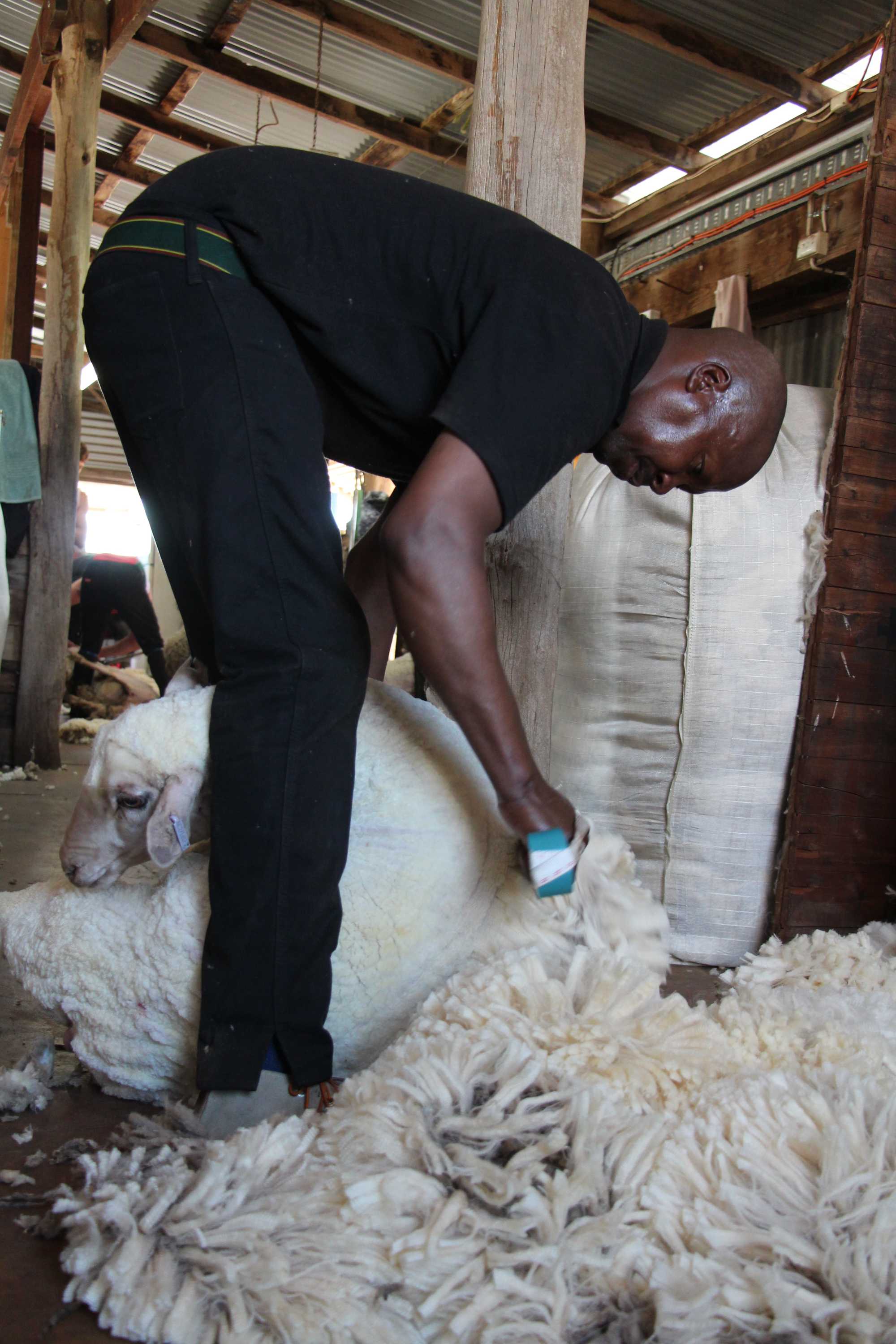 South Africa's worldbeating blade shearers display their skill at