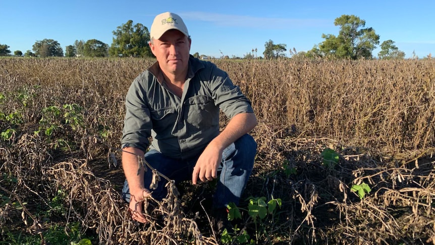 A man in a grey shirt and white hat crouches in a dead soybean crop.