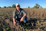 A man in a grey shirt and white hat crouches in a dead soybean crop.