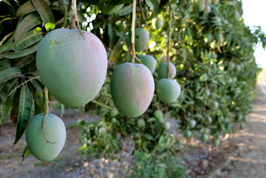 Large green mangoes ripening on the tree.