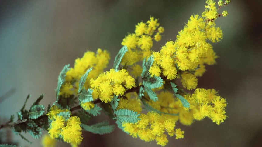 a close up image of the Australian wattle plant, with circular yellow flowers and green leaves