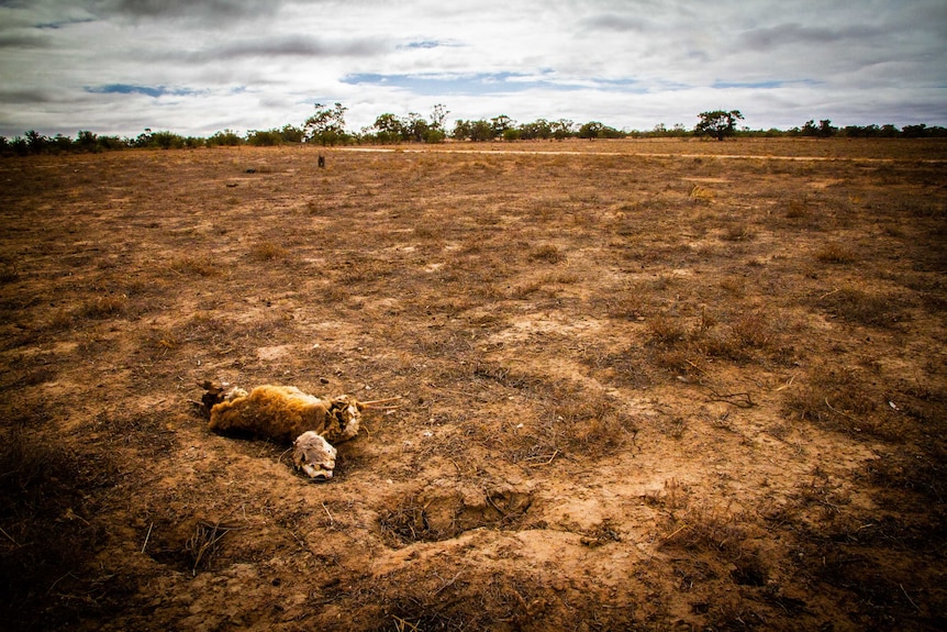 A dead sheep on dry land near Pooncarie.