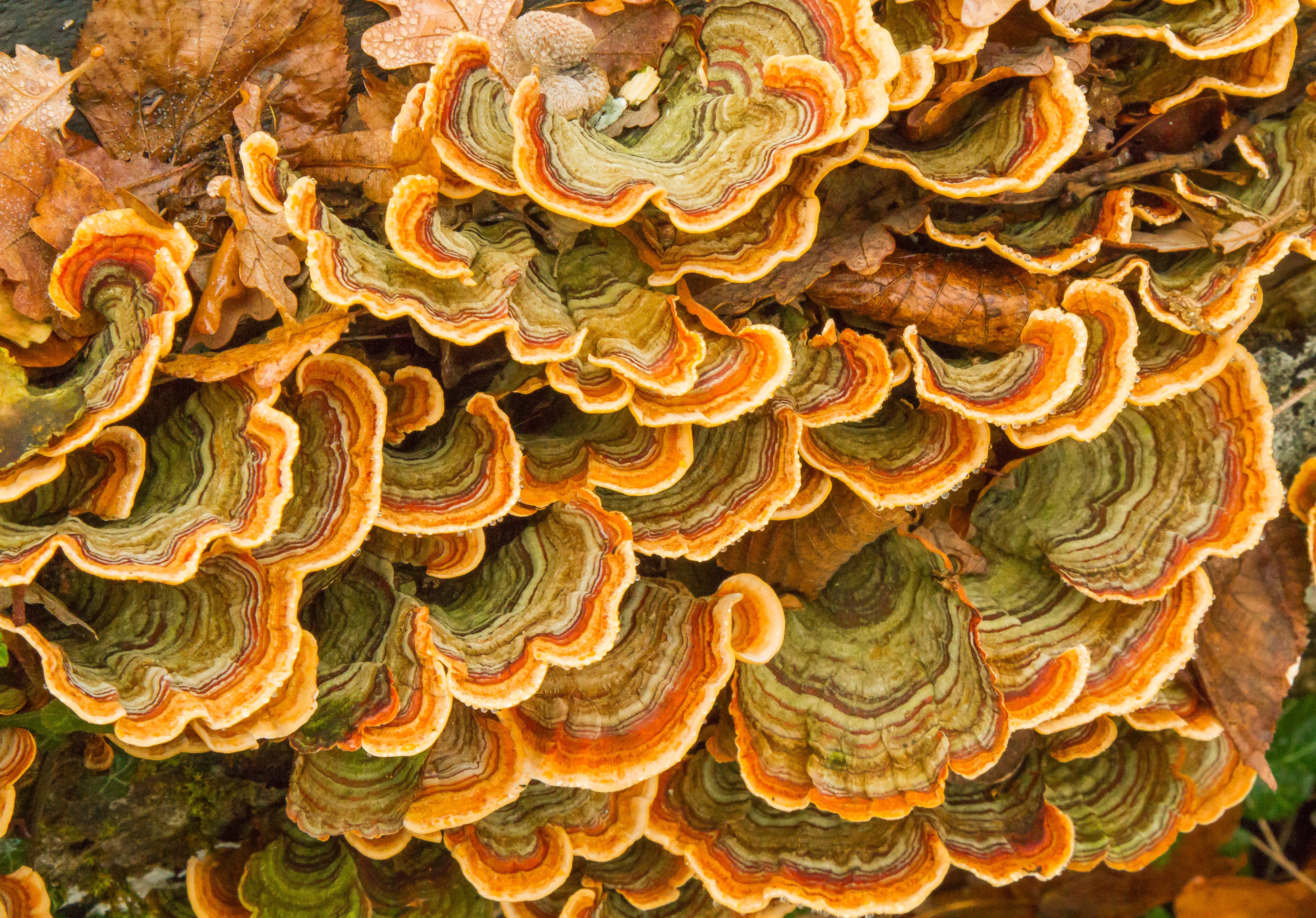 Meeting mummified mushrooms and the importance of fungi diversity