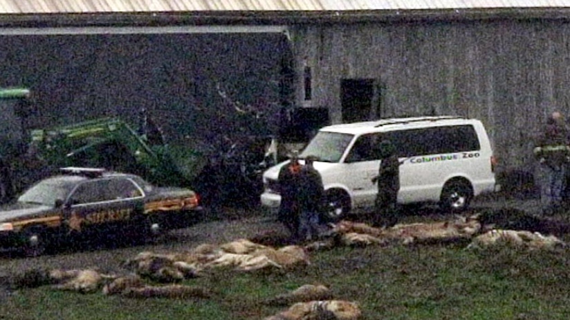 Police stand next bodies of escaped lions
