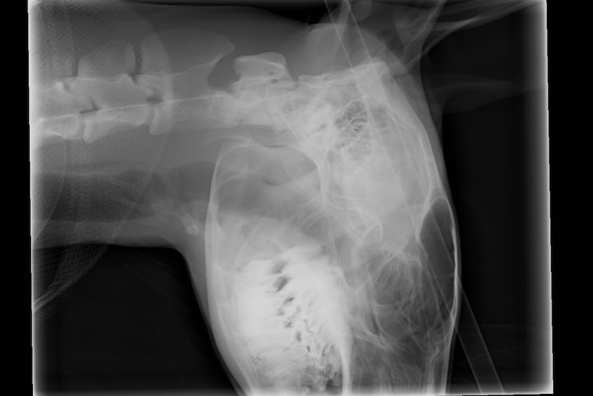 An x-ray showed the arrow had just missed the kangaroo's skull.